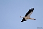 Storch_2